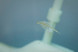 Аквариум "Sea-Monkeys" для выращивания ракообразных вида Artemia Salina (6 шт. в шоубоксе), 15,6x7x 12,7 см (50 икринок)