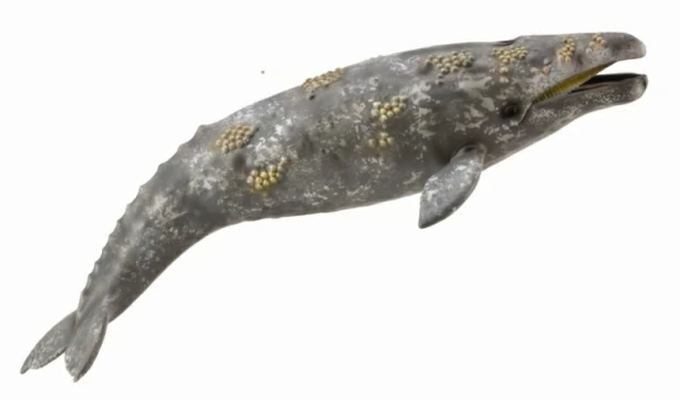 цена Фигурка животного Серый кит